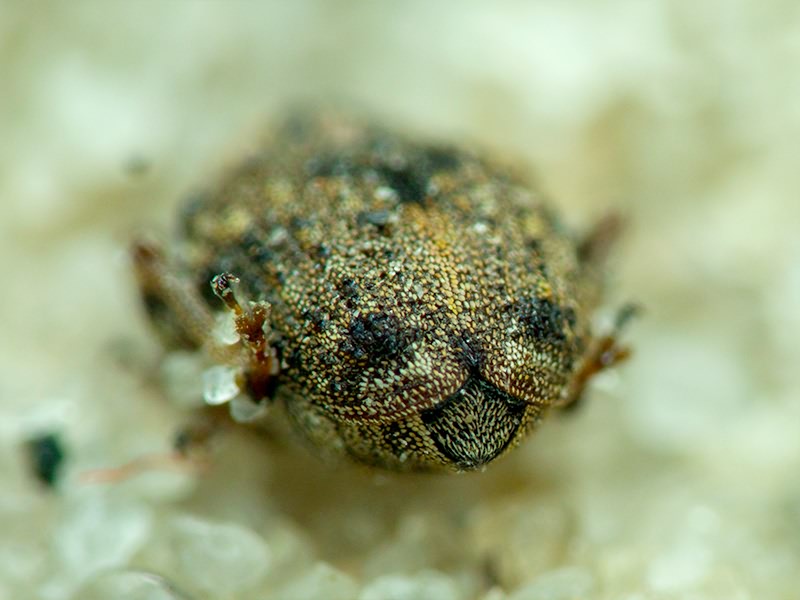 Rhinoncus bruchoides (Herbst, 1784)